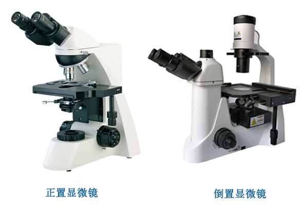 倒置显微镜的使用|倒置显微镜与正置显微镜的区别——广州明慧
