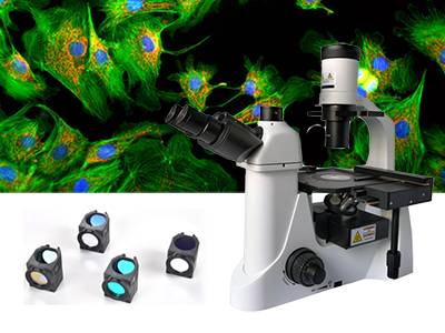 荧光显微镜的使用|荧光显微镜双色滤光片怎么选择