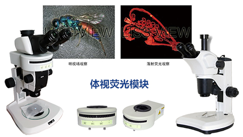 体视荧光显微镜——广州市明慧科技有限公司