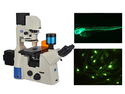 荧光显微镜的应用 广西荧光显微镜解决方案