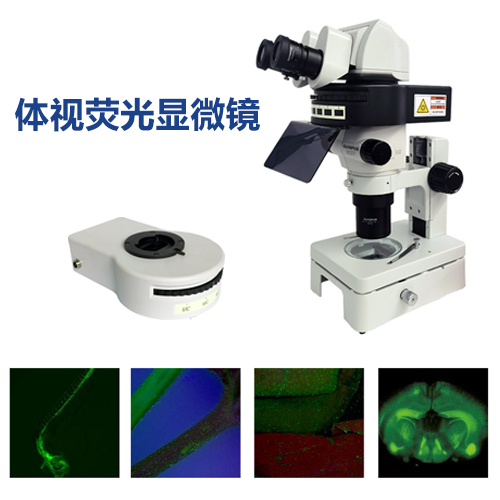 体视显微镜荧光光源 海南体视显微镜调试