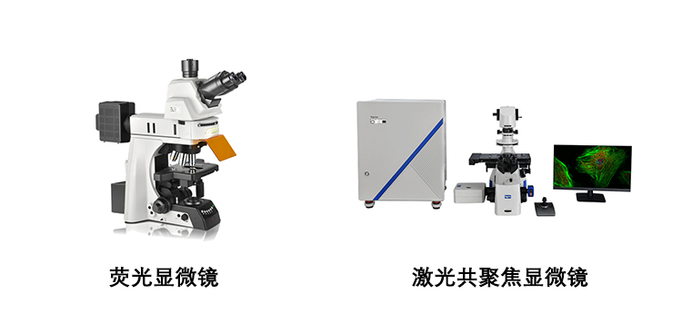 荧光显微镜和激光共聚焦显微镜的区别