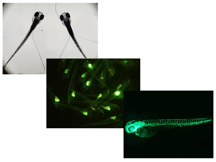 耐可视研究型电动荧光显微镜助力中大工学院研究斑马鱼工作