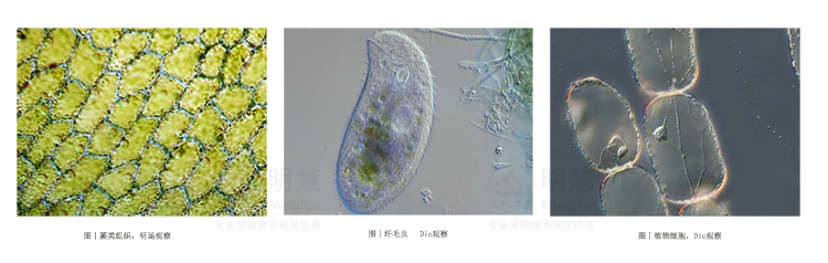 耐可视ne910显微镜-广州市明慧科技有限公司