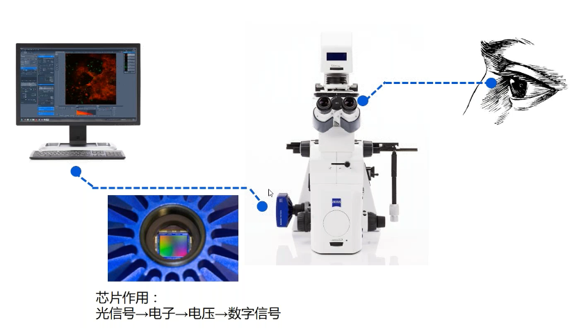 用于科学研究的显微镜数码相机