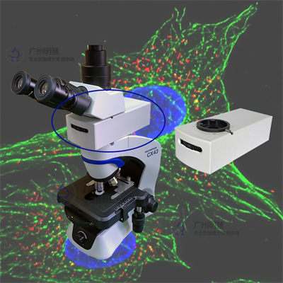 广州明慧|选购荧光显微镜光源需要考虑的关键因素
