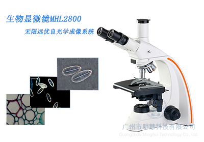 广州明慧生物显微镜MHL2800搭配数码摄像头助力农业领域观察线粒体