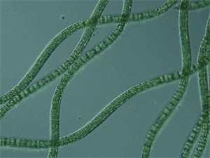实验室用生物显微镜观察藻类水产养殖
