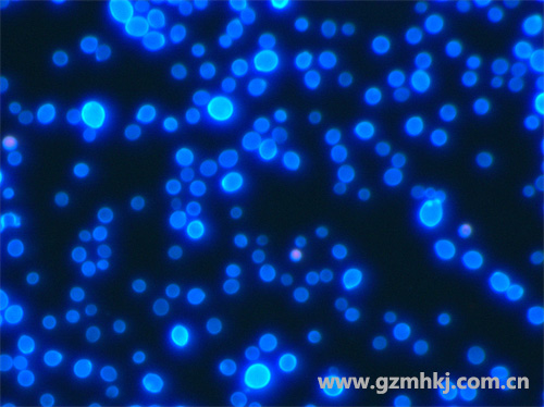 UB203i-FL荧光显微镜下观察的皮肤真菌2 广州明慧显微