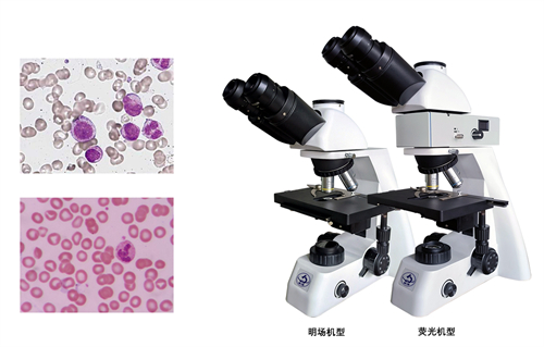 淋巴细胞显微镜|生物显微镜应用于观察中性粒细胞