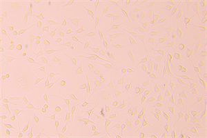 明慧MH-3CF细胞工厂显微镜赋能广州生物企业细胞规模化研究