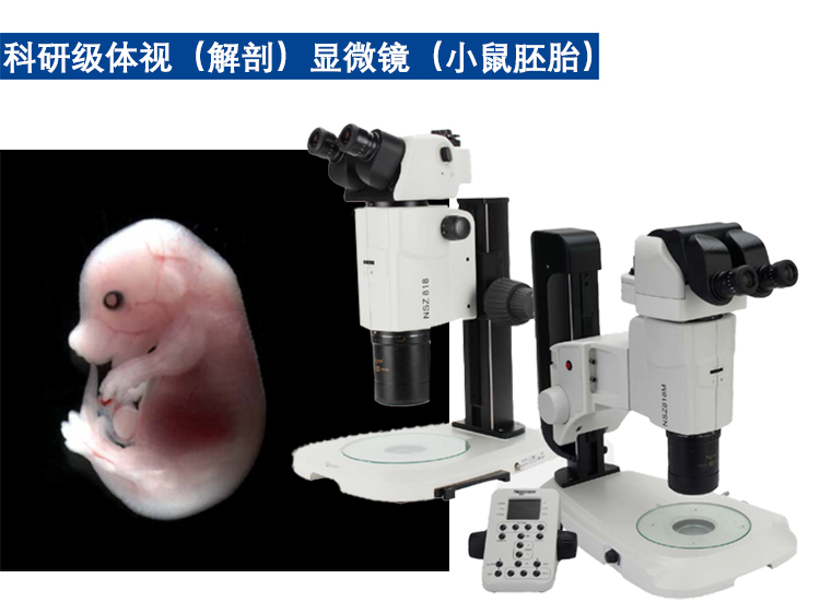 广州明慧耐可视体视显微镜NSZ818应用于观察小鼠胚胎