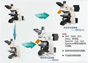 荧光显微镜的分类-广州明慧