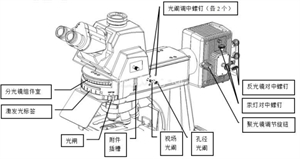 荧光显微镜机构图-广州明慧