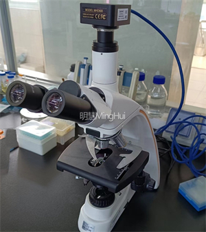 检验显微镜MHL2800助力中国热带农业科学院细胞观察