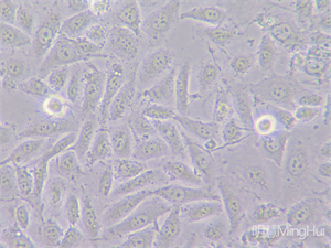 明慧MHIL150 倒置显微镜和MHD1200显微镜摄像头应用于观察活体细胞 明慧倒置显微镜和显微镜摄像头助力南方医科大学