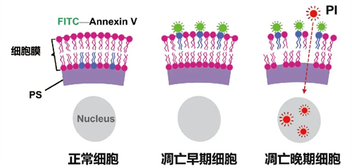 Annexin V/PI检测原理（图源于网络，侵删）