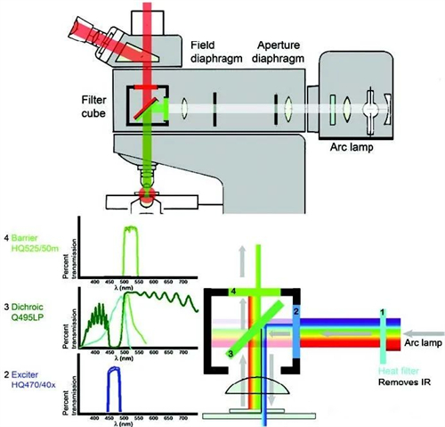 知识分享 | 荧光和荧光显微镜基础知识