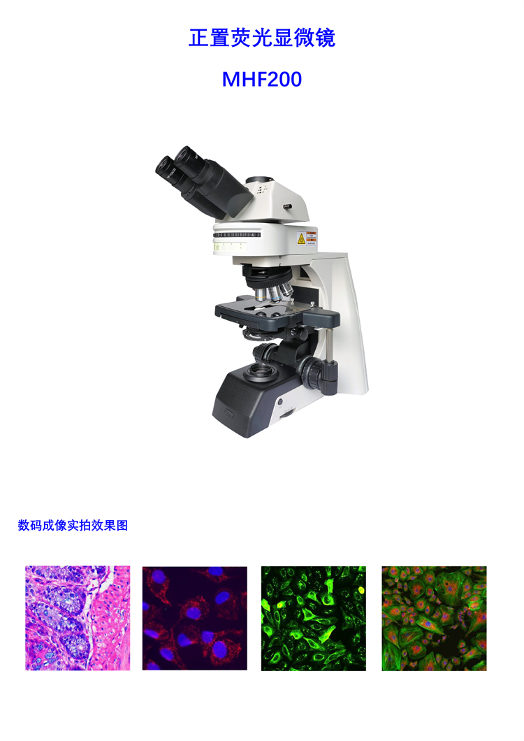 正置荧光显微镜 正置和倒置荧光显微镜 正置荧光显微镜的用途 正置荧光显微镜原理 正置荧光显微镜的应用领域 国产正置荧光显微镜生产