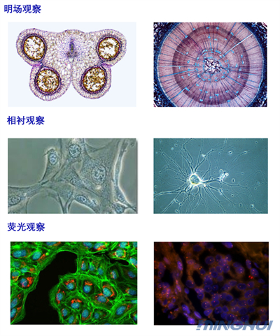 倒置显微镜观察细胞实拍图