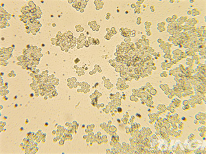 倒置生物显微镜MHIL150+相机MHD800应用于细胞观察-广州市明慧科技有限公司