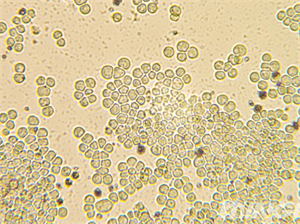 倒置生物显微镜MHIL150+相机MHD800应用于细胞观察-广州市明慧科技有限公司