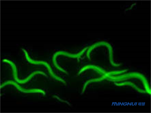 线虫荧光成像的应用与显微镜型号推荐