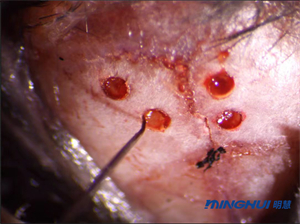 数码体视显微镜MHZ301应用于小鼠颅骨解剖-广州明慧