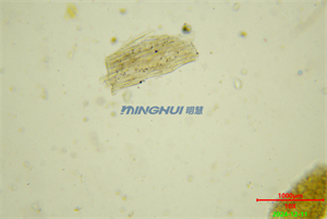 解决方案：数码偏光显微镜MHL2800在广州某制药企业药物研究的应用-药材实拍图片明场观察