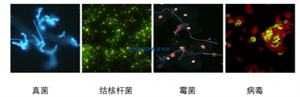 明慧近期推出的BGU-LED-MH正置四孔三色LED荧光附件