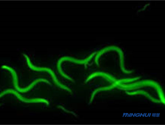 线虫荧光成像的应用与显微镜型号推荐