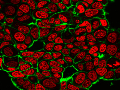四通道LED荧光光源MH-400-LED荧光效果2