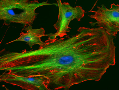 四通道LED荧光光源MH-400-LED荧光效果3