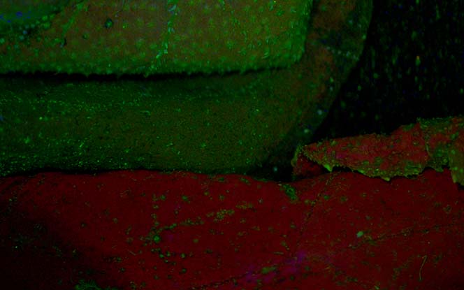 体视荧光显微镜MHZF700效果图3