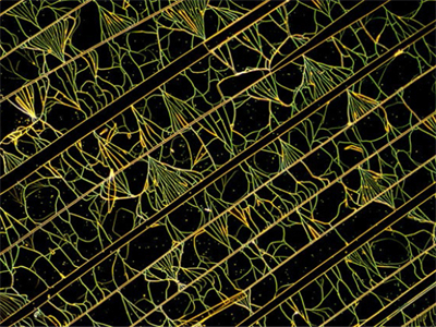 氮化硅的压纹，反射，暗场