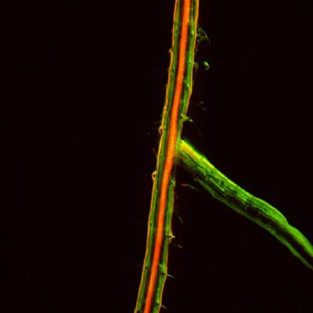体视荧光显微镜MHZF700应用 - 副本 (2)
