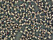 MHL2800实拍效果(1)-相衬观察