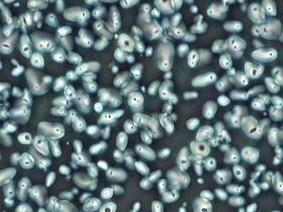 细胞工厂显微镜MH-3CF-应用效果(1)-负相衬观察