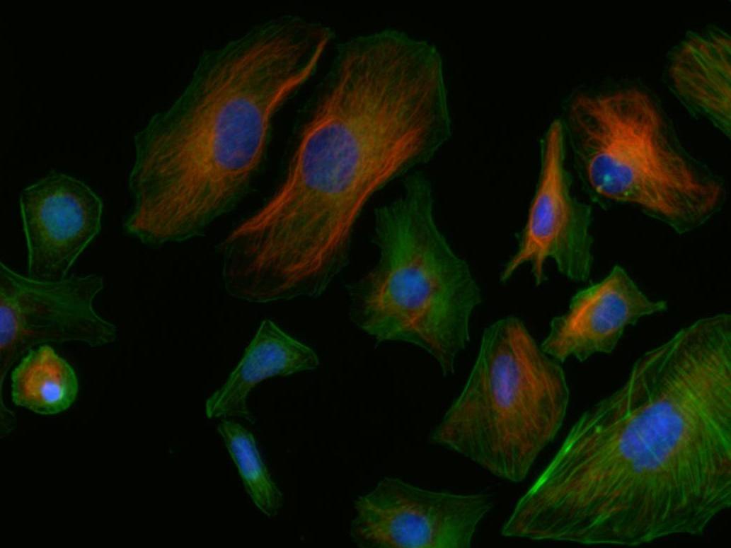 正置八孔LED荧光附件FL8-BGU-MH (4)