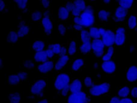 正置八孔LED荧光附件FL8-BGU-MH (3)