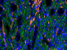 倒置六孔LED荧光附件H6-LED-IMH-细胞 (2)