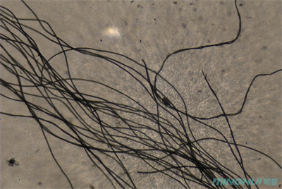 2生物显微镜MHL3000应用于观察纤维