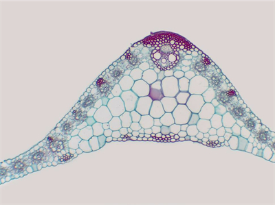 2K相机MH-200CH，4K相机MH-400CH应用效果图 (3)