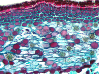 2K相机MH-200CH，4K相机MH-400CH应用效果图 (2)