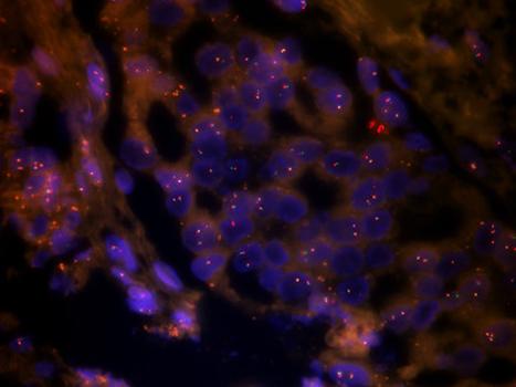 NE900系列荧光 (1)