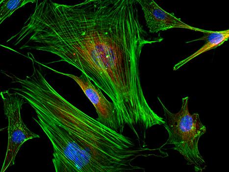 NE900系列荧光 (2)