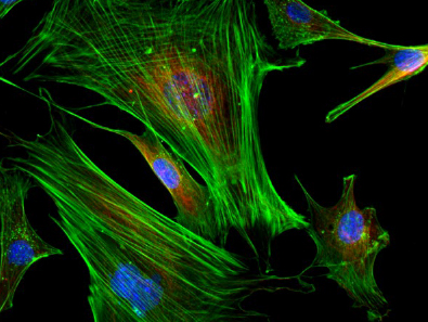小鼠脑神经细胞荧光NIB600