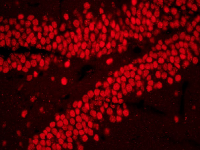 海马体荧光NIB600