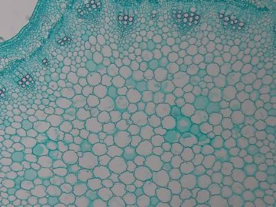 MH-200CH-2应用图2