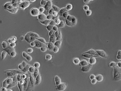 正置生物显微镜NE600-效果图3